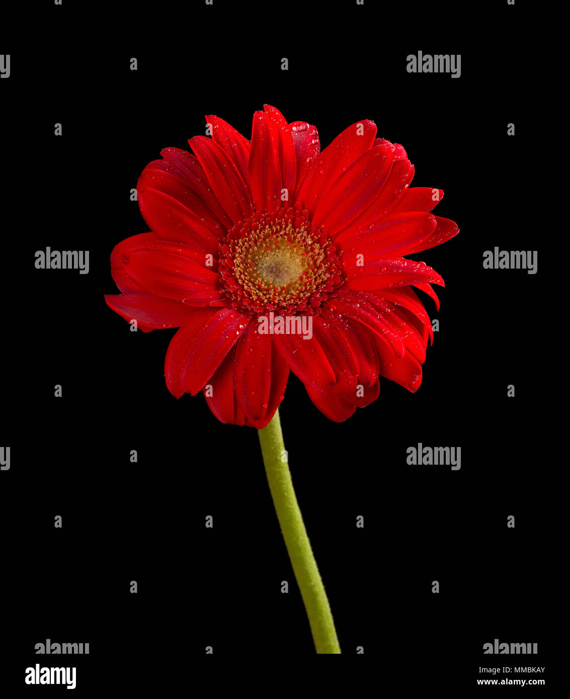 Beautiful red chrysanthemum hi-res stock photography and images - Alamy