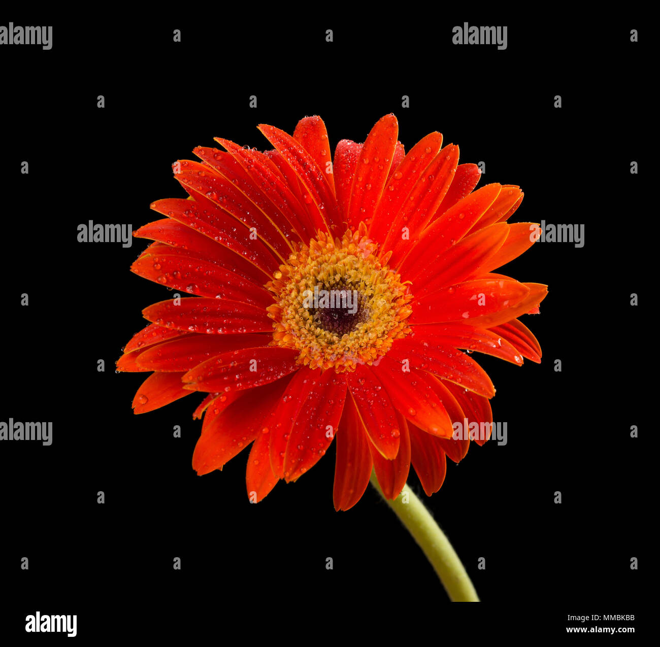 Beautiful red chrysanthemum hi-res stock photography and images - Alamy