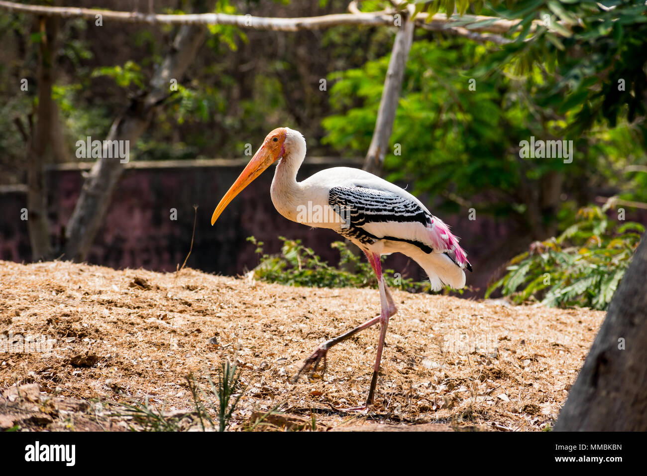 a white painted storks bird walking on zoo close view looking awesome. Stock Photo