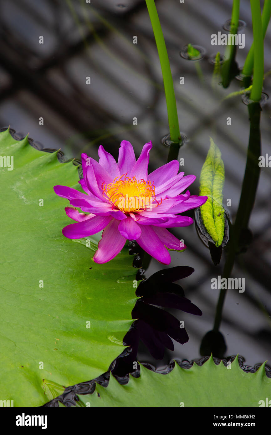 a beautiful photograph of the Nymphaea hybrid, water lilies, flower Stock Photo