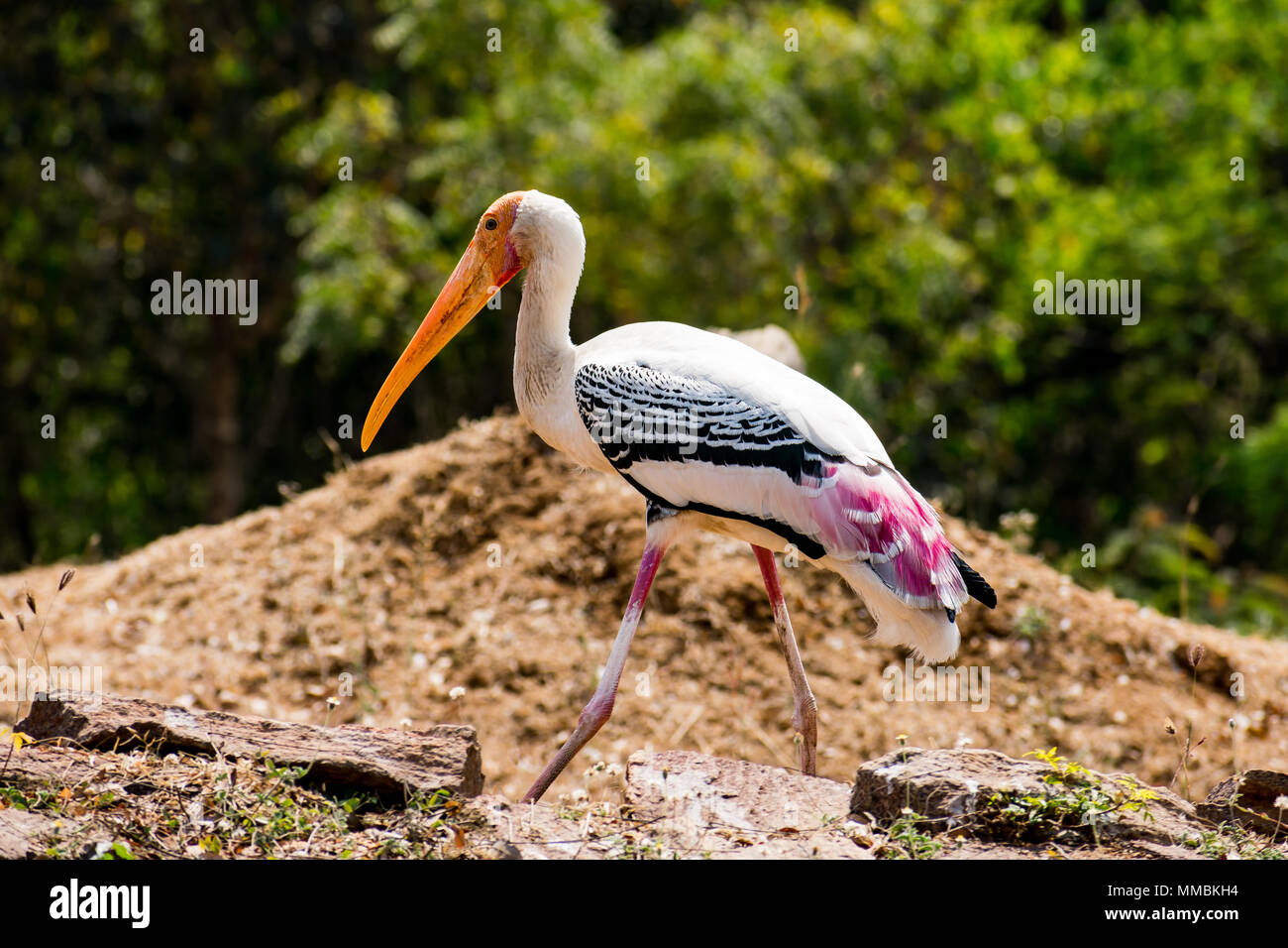 a white painted storks bird walking on zoo close view looking awesome. Stock Photo