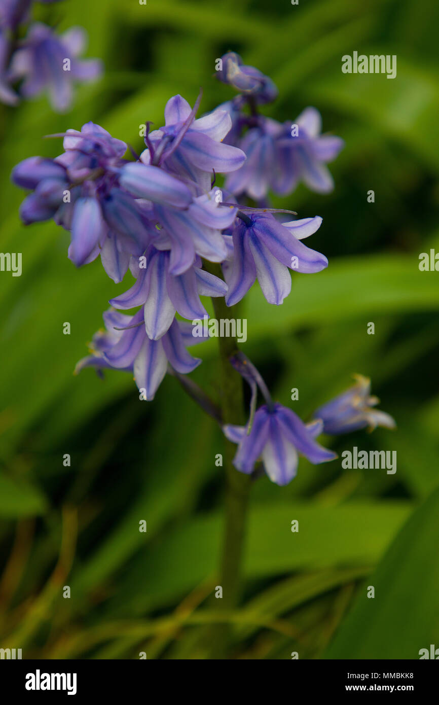 blue bells, flowers Stock Photo