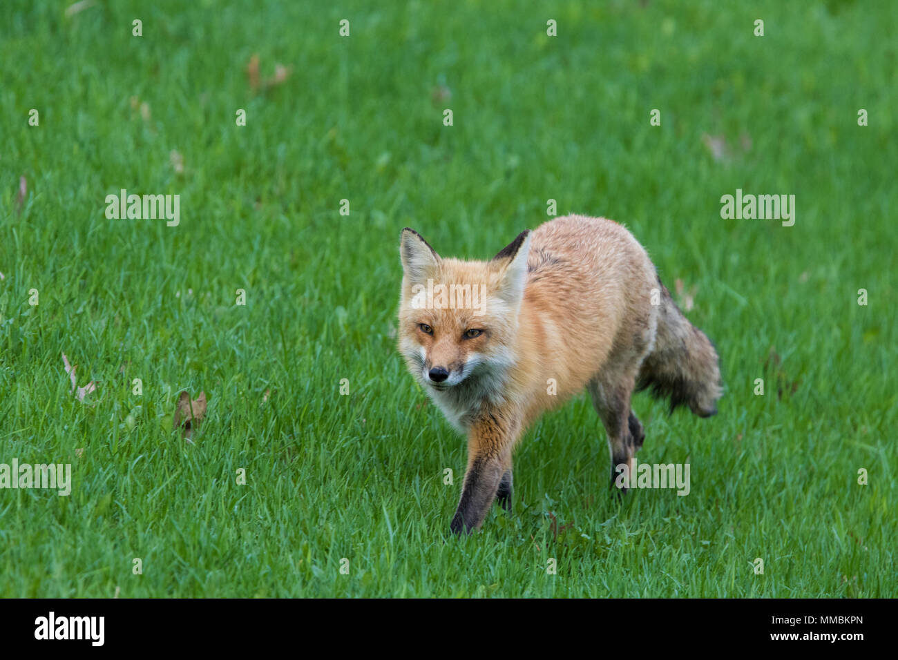 Female red fox hunting Stock Photo Alamy