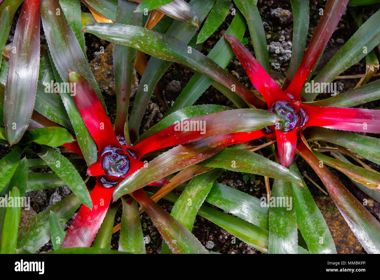 Blushing Bromeliad, Neoregelia carolinae Stock Photo
