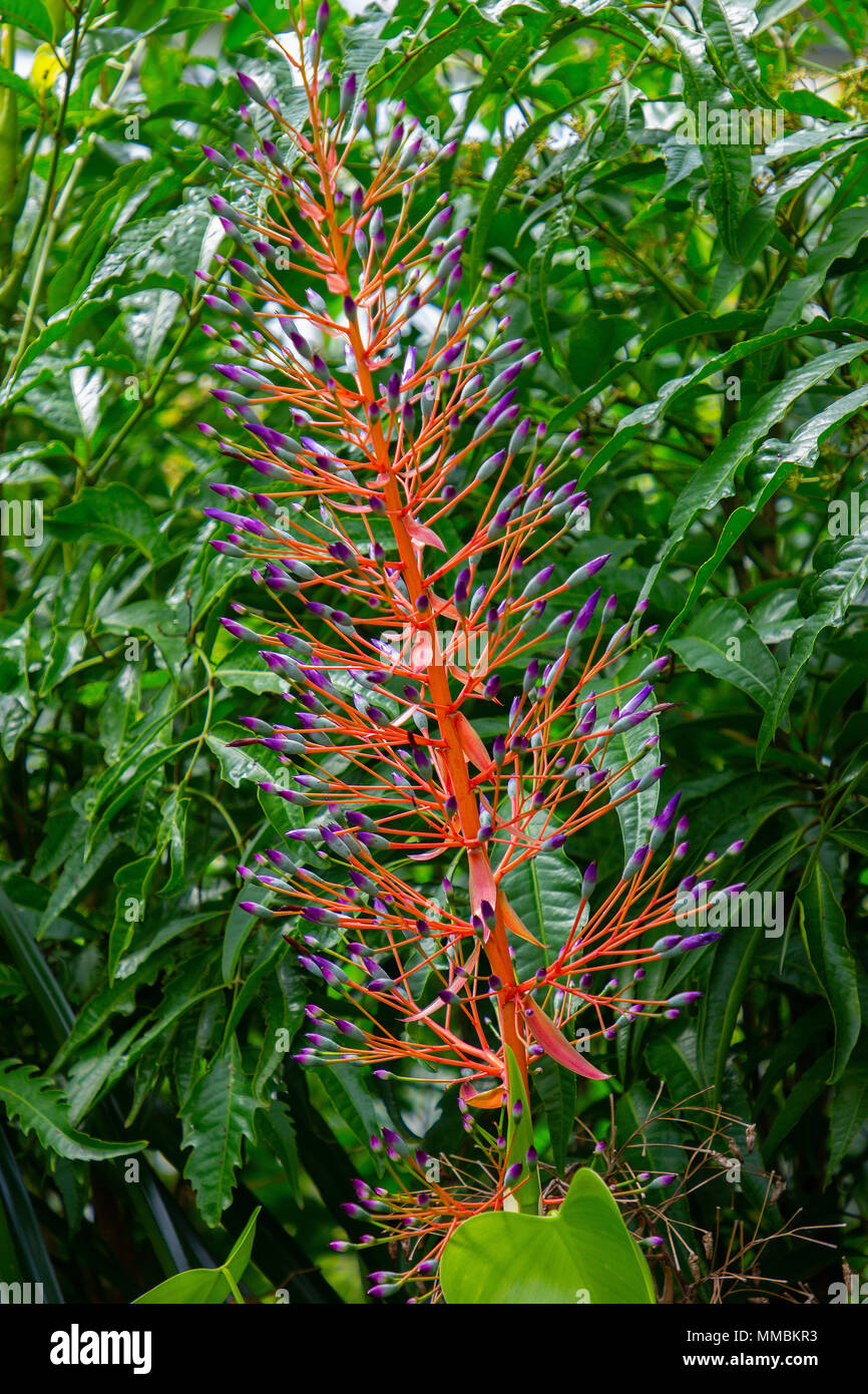 aechmea blanchetiana, tropical plant Stock Photo