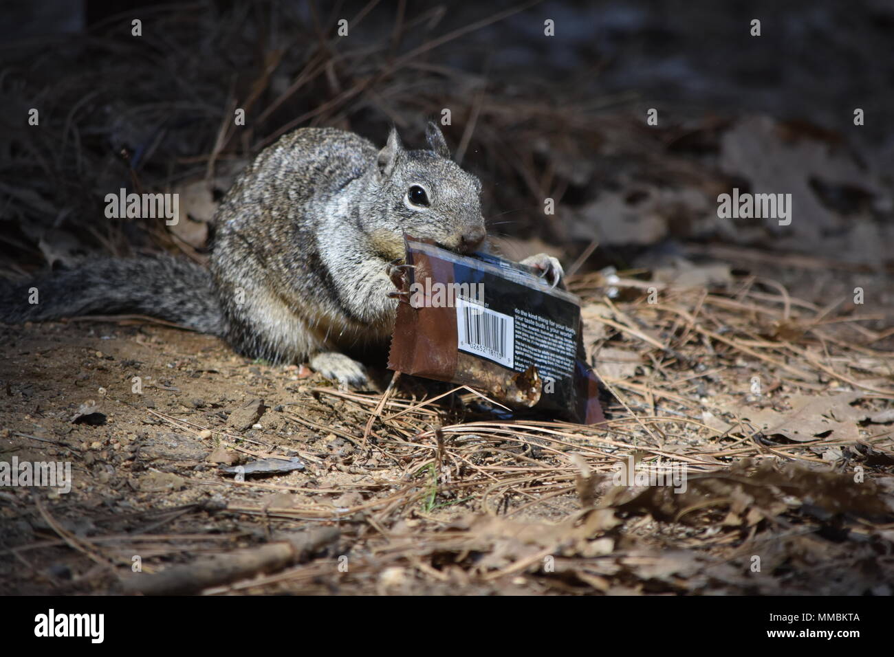 A California Ground Squirrel feasting on a stolen Kind Bar in Lower Pines Campground, Yosemite Valley, CA. Stock Photo