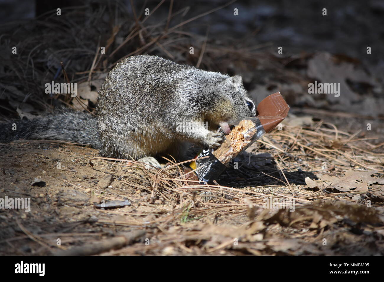 A California Ground Squirrel feasting on a stolen Kind Bar in Lower Pines Campground, Yosemite Valley, CA. Stock Photo