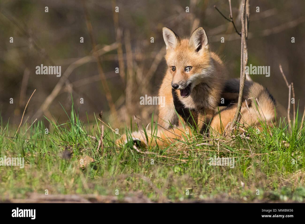 Red fox cubs playing Stock Photo
