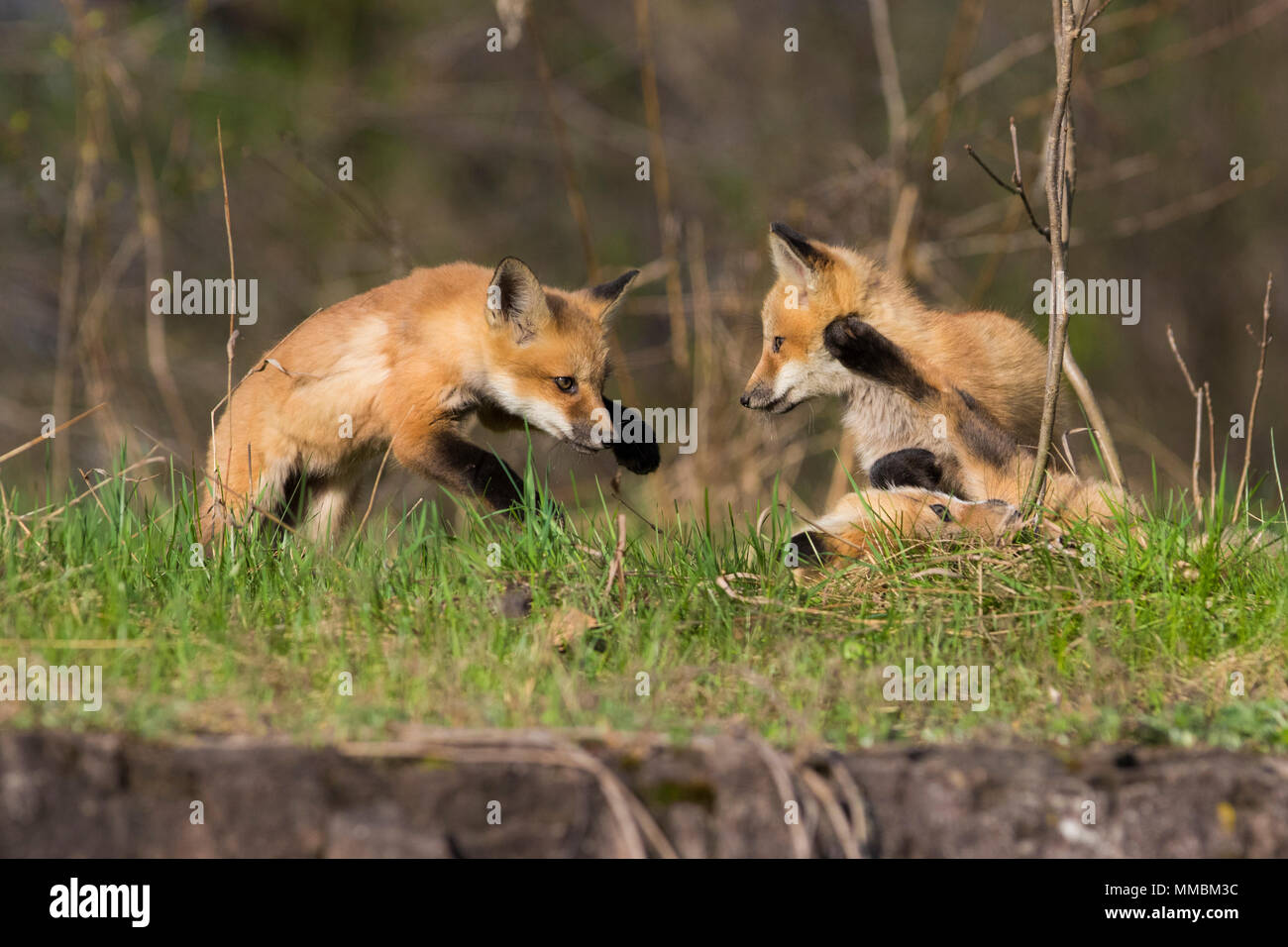 Red fox cubs playing Stock Photo