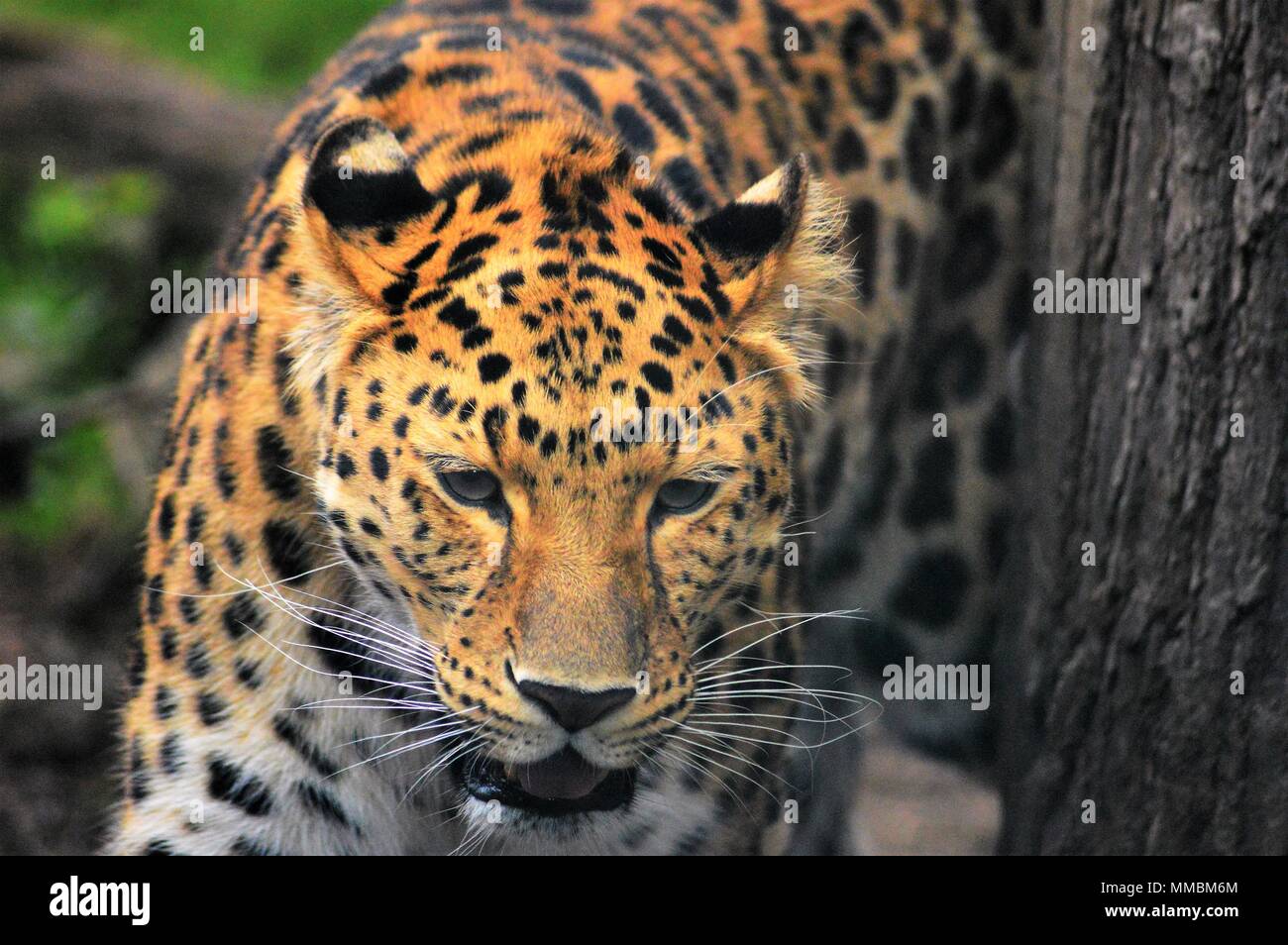 Amur Leopard Twycross Zoo Stock Photo - Alamy