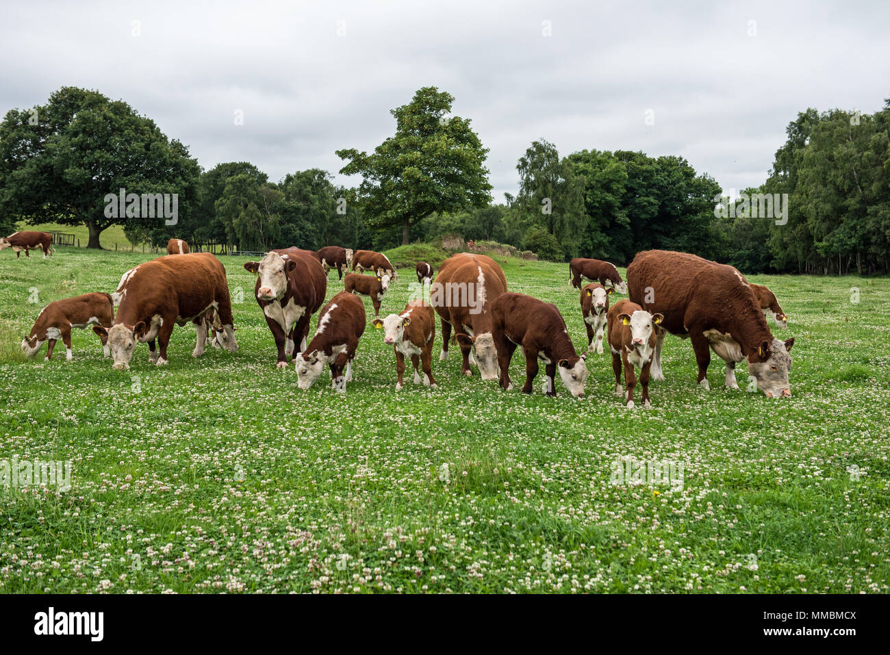 Hereford cows and calves grazing on a clover rich pasture in south