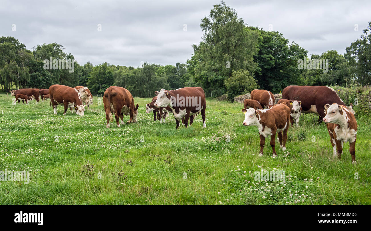 Hereford cows and calves grazing on a clover rich pasture in south