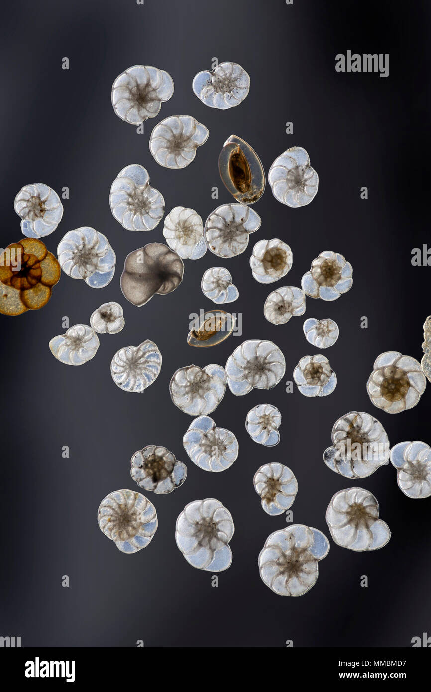 Foraminifera darkfield photomicrograph. Forams are members of a phylum or class of amoeboid protists characterized by streaming granular ectoplasm. Stock Photo