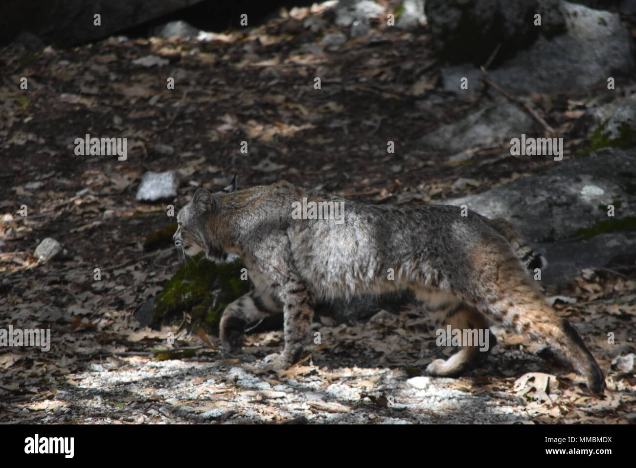 A bobcat walking down the path in Yosemite National Park, CA. Stock Photo