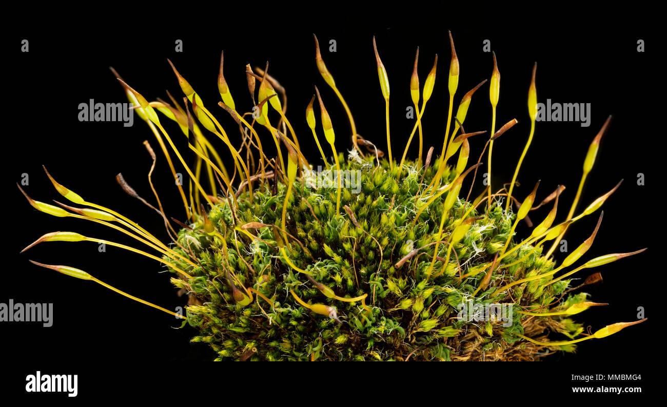 Moss sporophytes (the tall, stalk-like forms) macro image Stock Photo