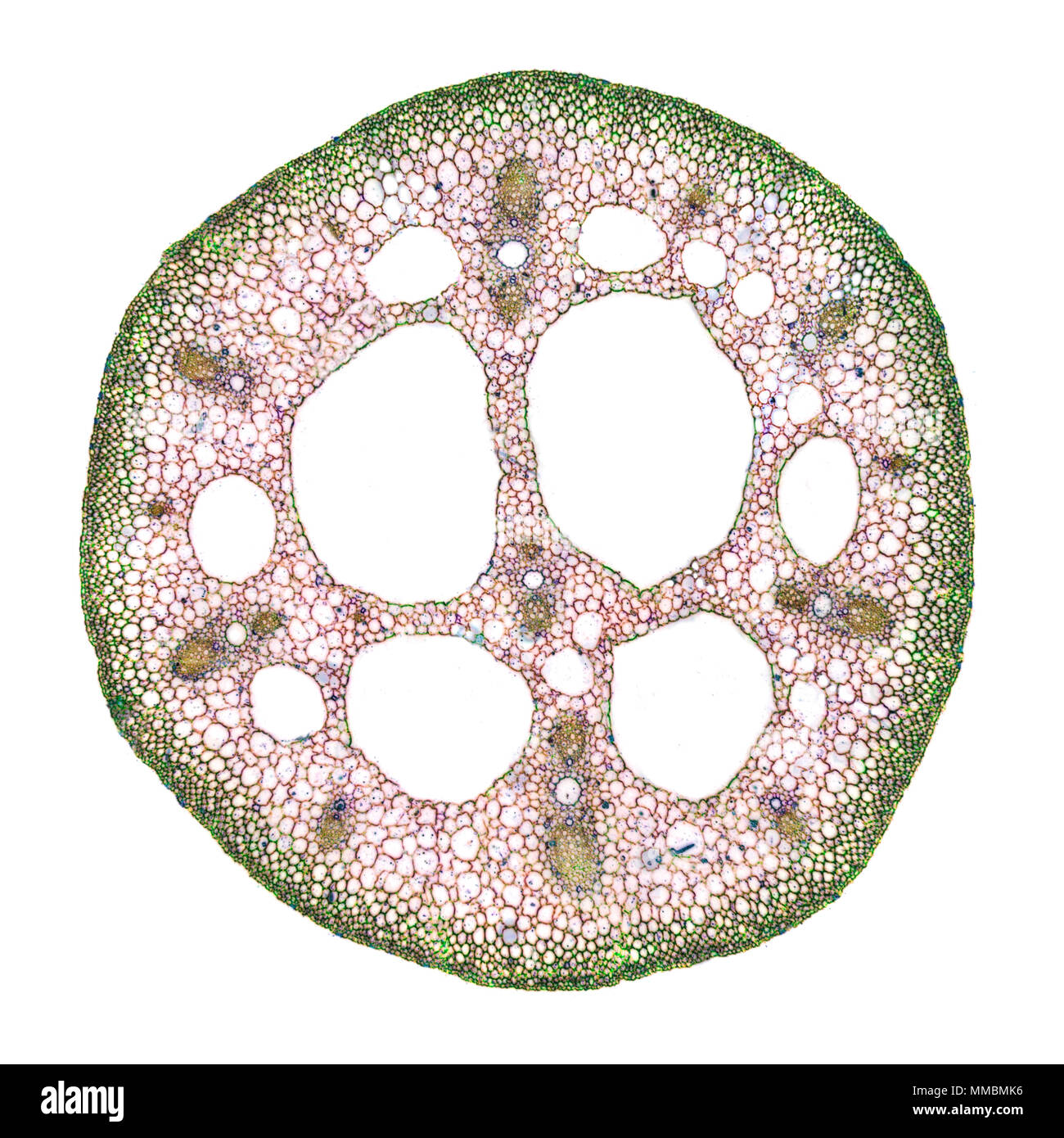 Lily stem hires stock photography and images Alamy