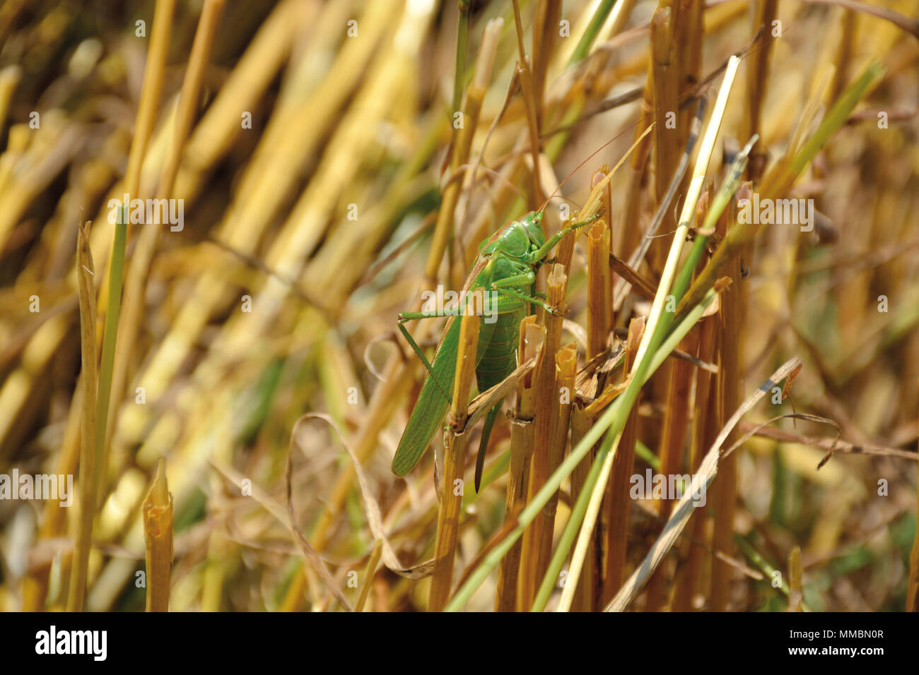 Grasshopper in a wheat field, Errezil, Gipuzkoa, Basque Country Stock Photo