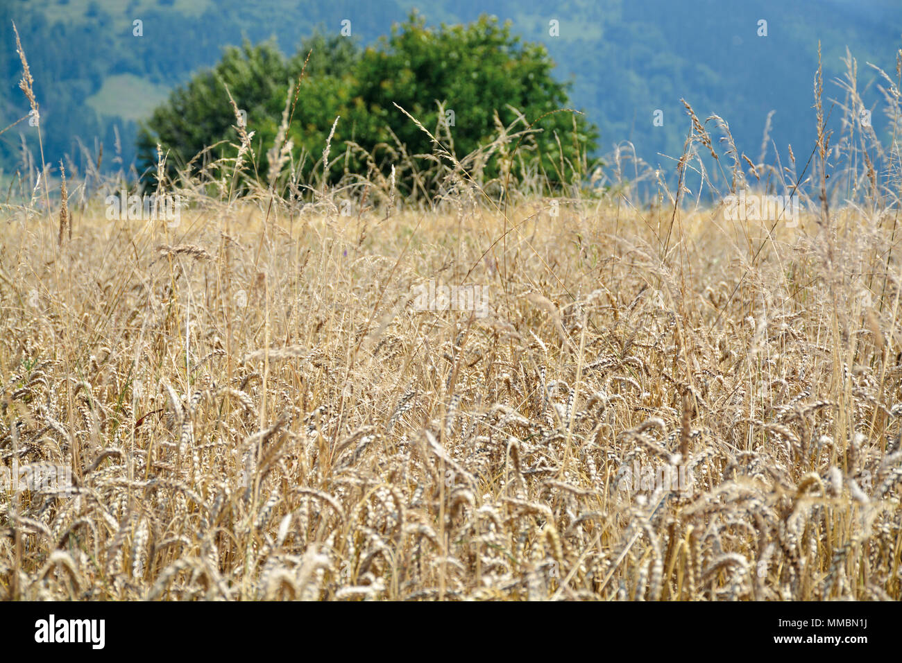 Wheat field in Errezil, Urola valley, Gipuzkoa, Basque Country Stock Photo