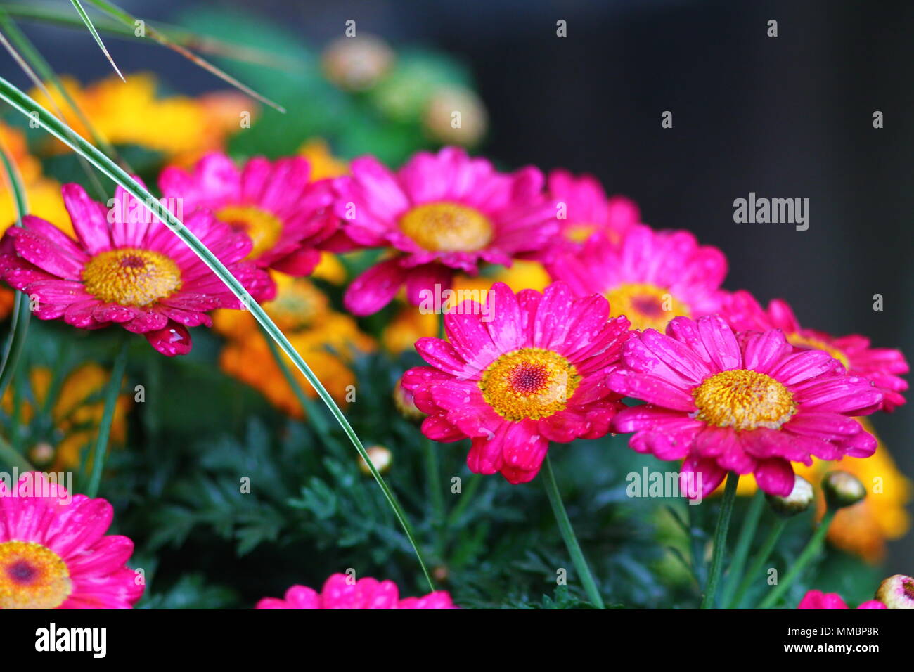 Bright pink daisy flowers with water drops. Stock Photo