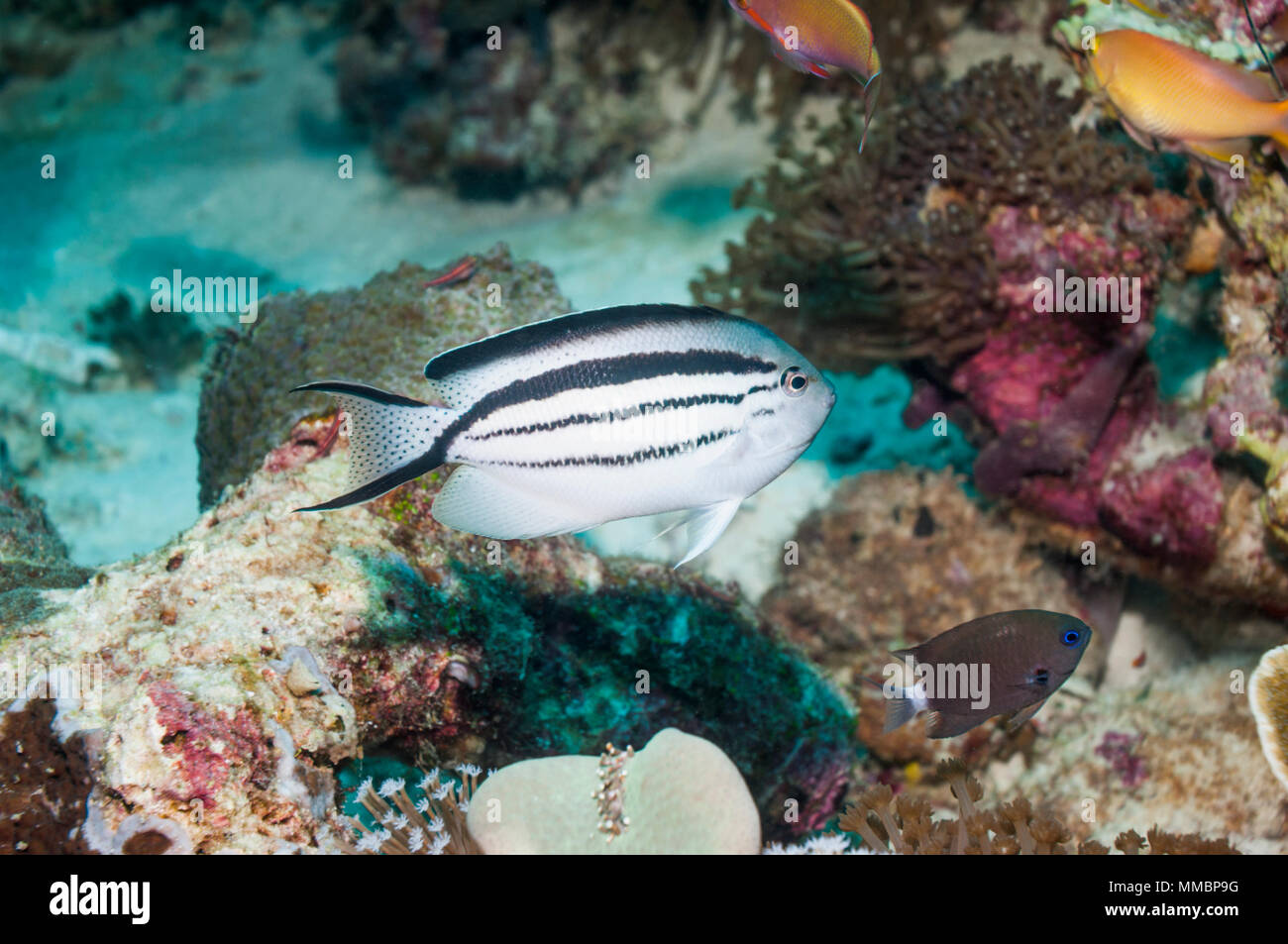 Lamarck's angelfish, Blackstriped angelfish, Freckletail angelfish [Genicanthus lamarck].  West Papua, Indonesia. Stock Photo