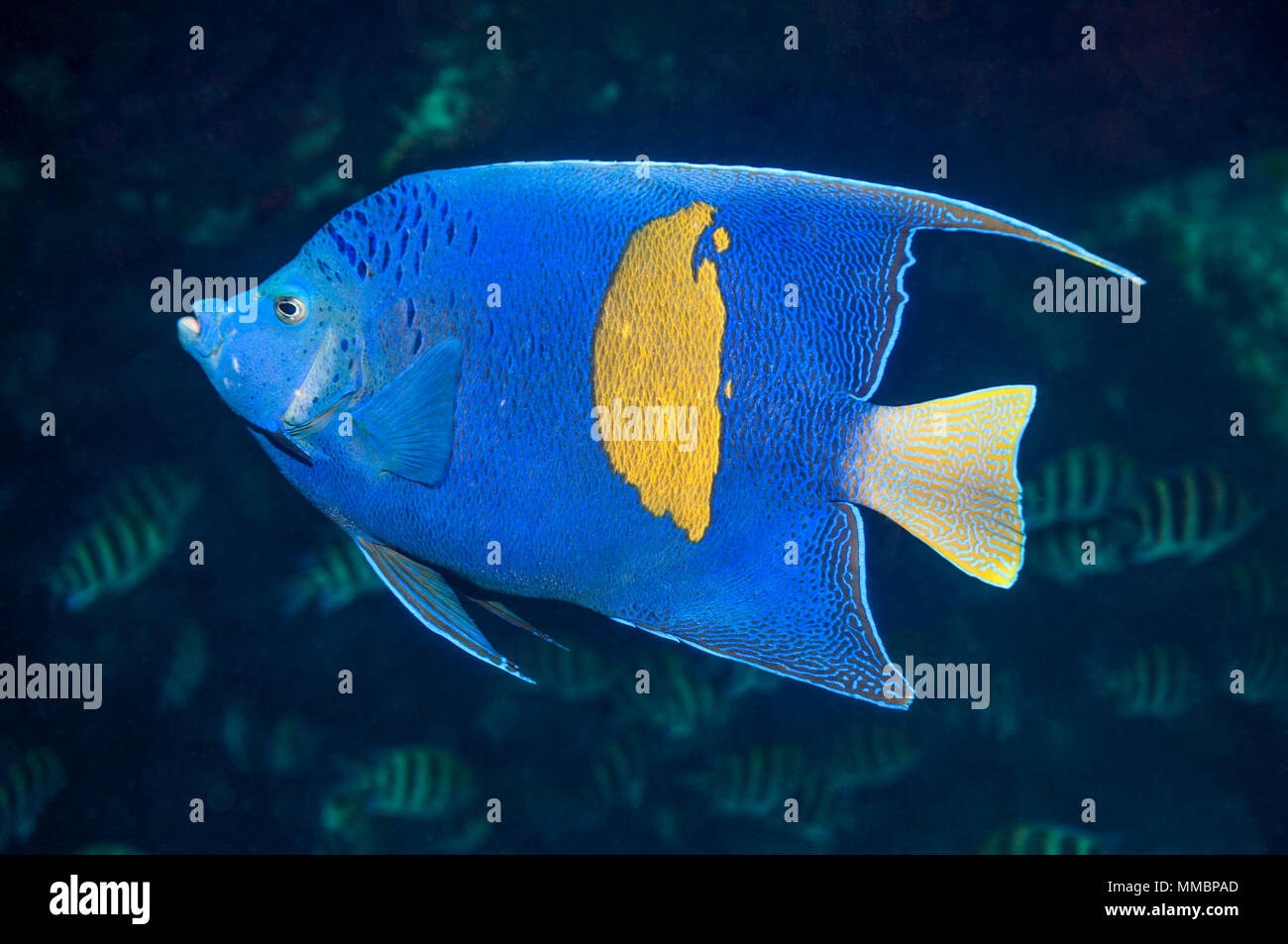 Yellowbar angelfish [Pomacanthus maculosus].  Red Sea, Egypt. Stock Photo