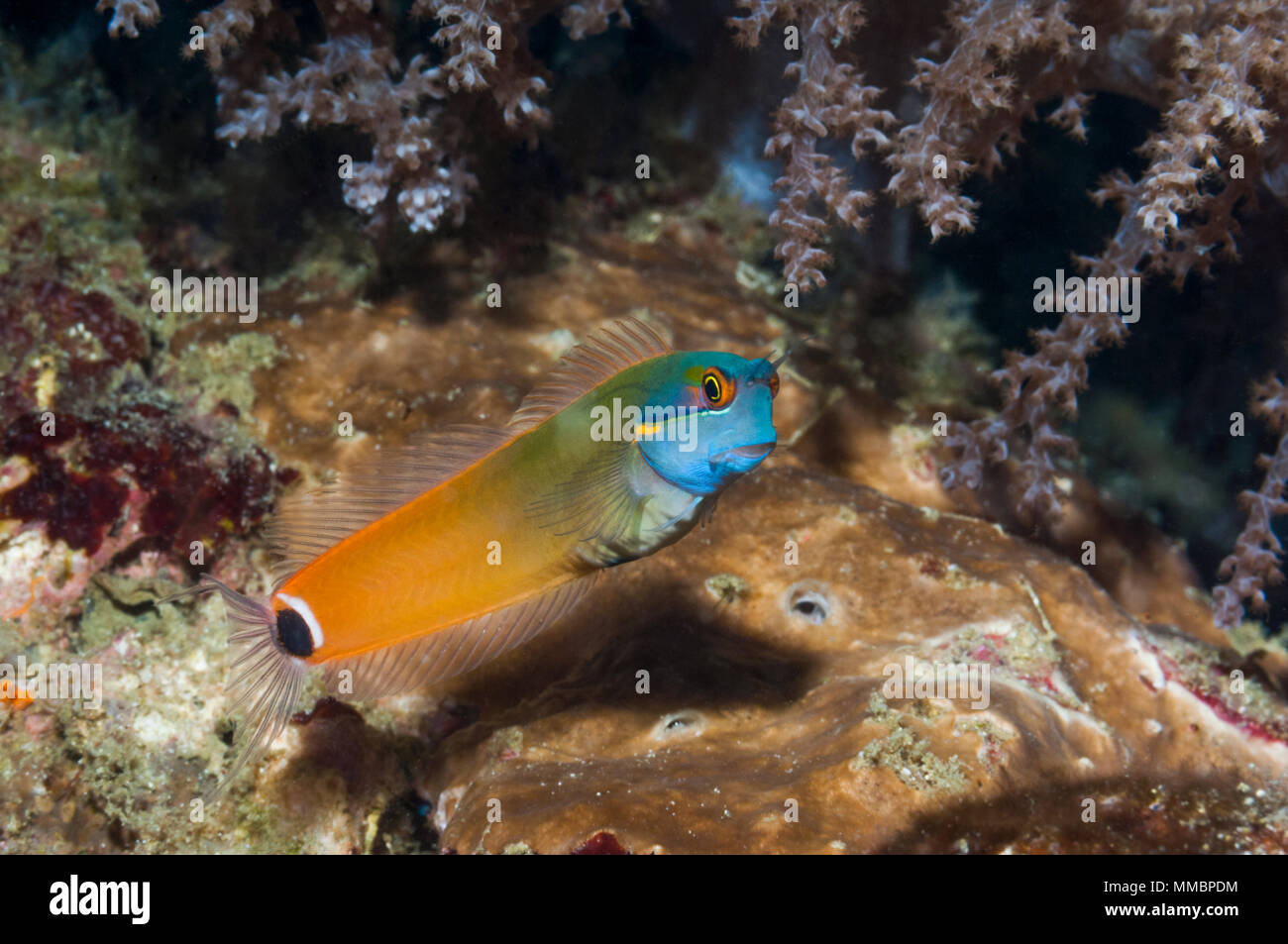 Tailspot blennie (Ecsenius stigmatura). Raja Ampat, West Papua
