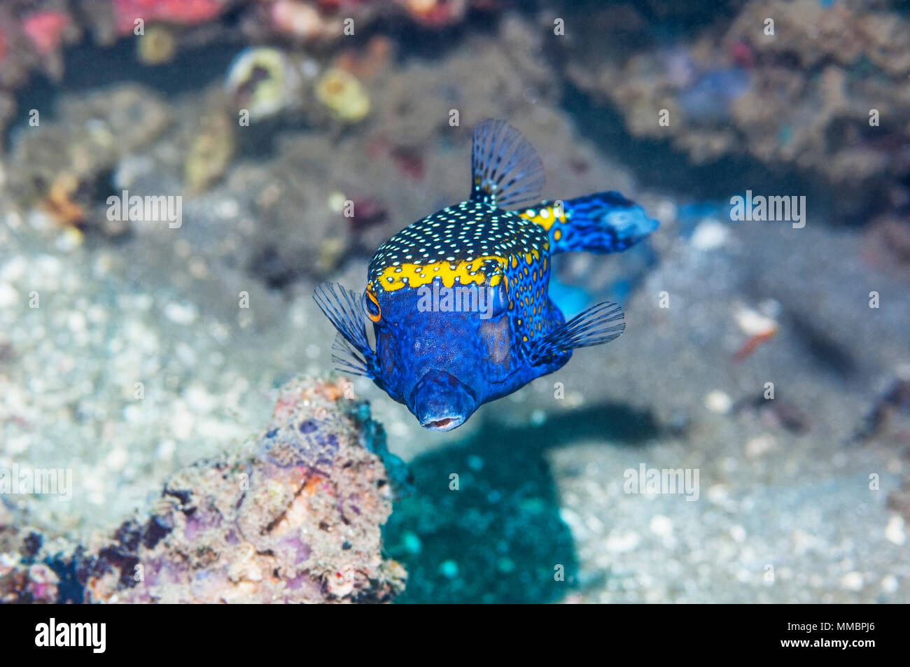 Spotted boxfish or trunkfish [Ostracion meleagris].  Ambon, Indonesia. Stock Photo