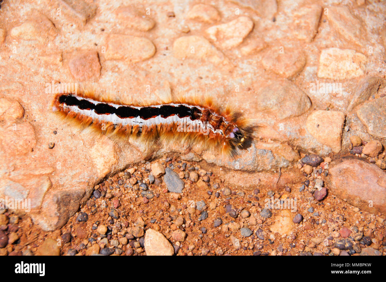 Cape lappet moth caterpillar, South Africa Stock Photo