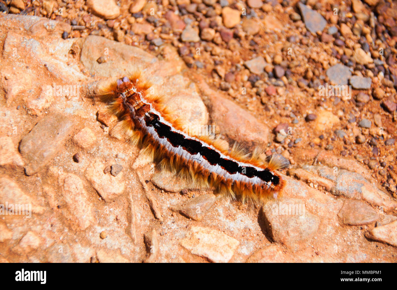 Cape lappet moth caterpillar, South Africa Stock Photo - Alamy