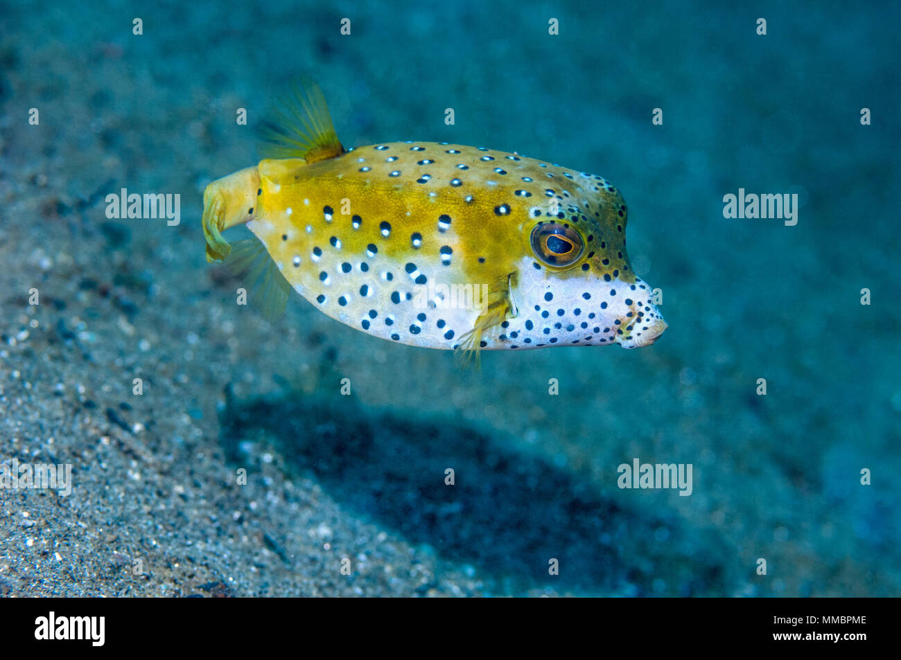 Boxfish or Trunkfish [Ostracion sp.].  Ambon, Indonesia. Stock Photo