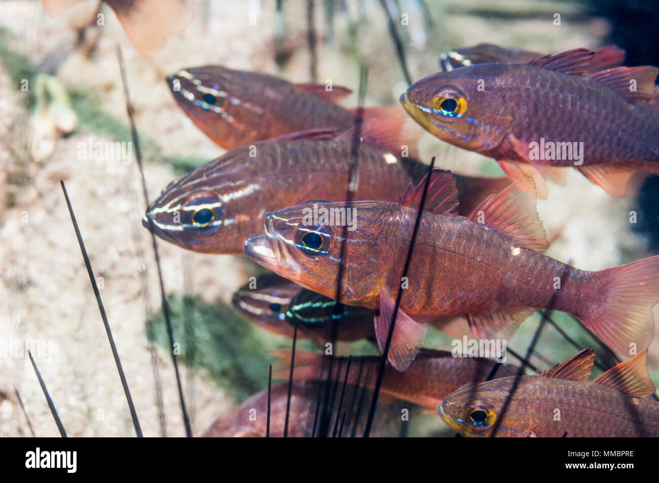 Moluccan cardinalfish [Apogon cf moluccensis] sheltering among urchin