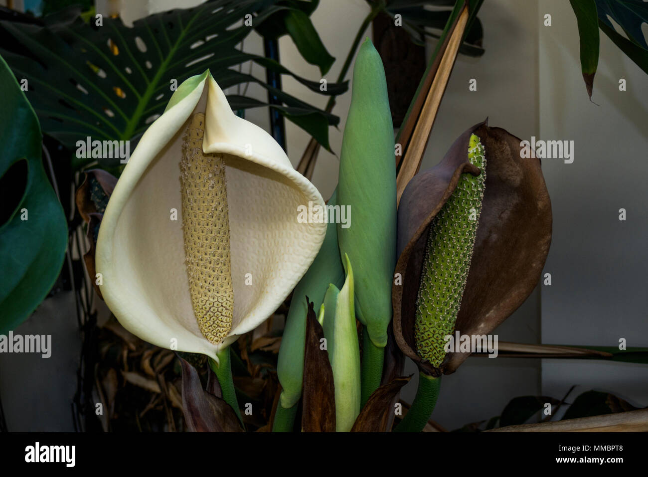 Cheese plant or Mexican bread plant. (Monstera deliciosa). (Araceae).  Alternative Botanical Name: Philodendron pertusum. Monstera is a popular  fol Stock Photo - Alamy