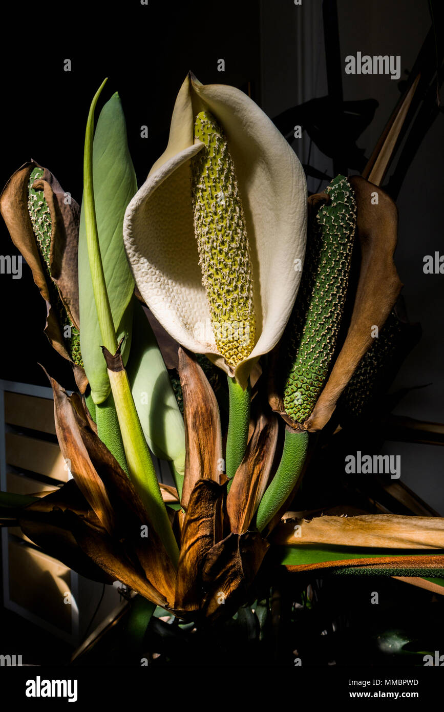 philodendron sodiroi Philodendron Sodiroi XL main image 1