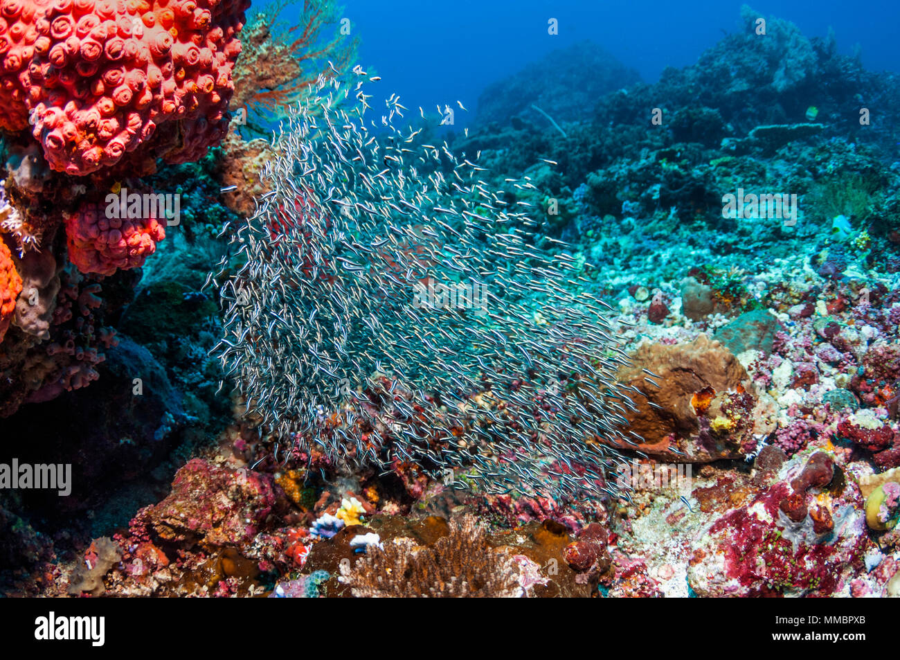 Convict blenny or False catfish (Pholidichthys leucotaenia).  Juveniles school in vast numbers over coral reefs.  Often mistaken for catfish (Plotosus Stock Photo