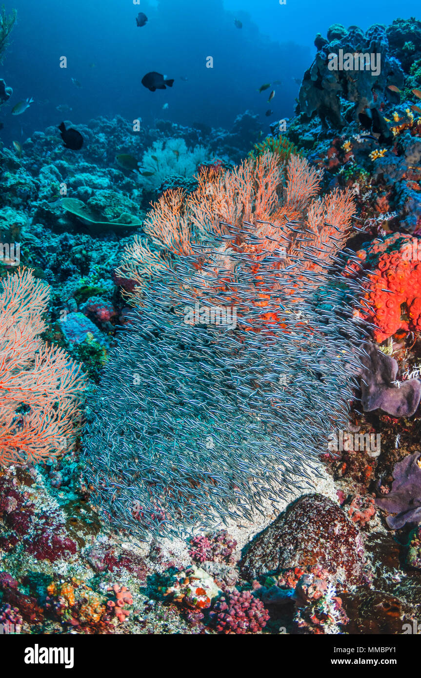 Convict blenny or False catfish (Pholidichthys leucotaenia).  Juveniles school in vast numbers over coral reefs.  Often mistaken for catfish (Plotosus Stock Photo