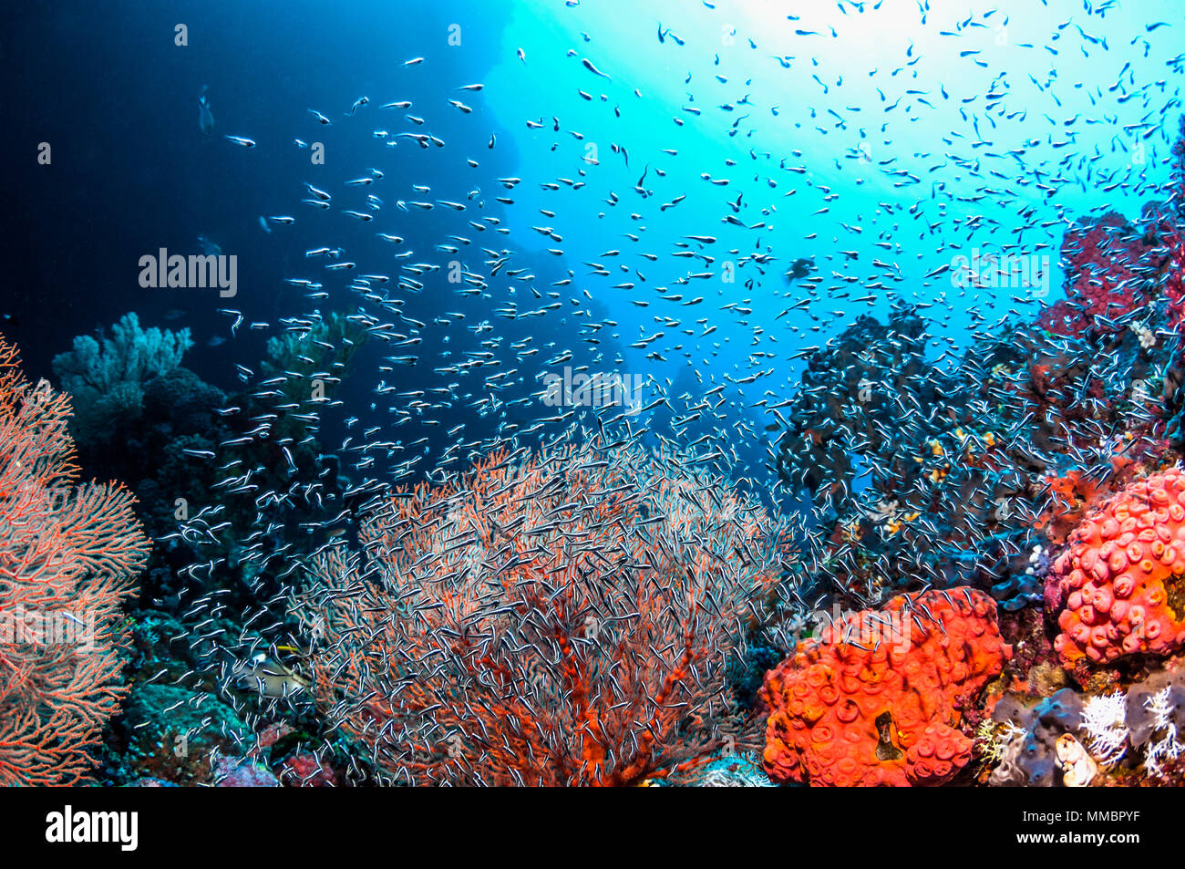 Convict blenny or False catfish (Pholidichthys leucotaenia).  Juveniles school in vast numbers over coral reefs.  Often mistaken for catfish (Plotosus Stock Photo