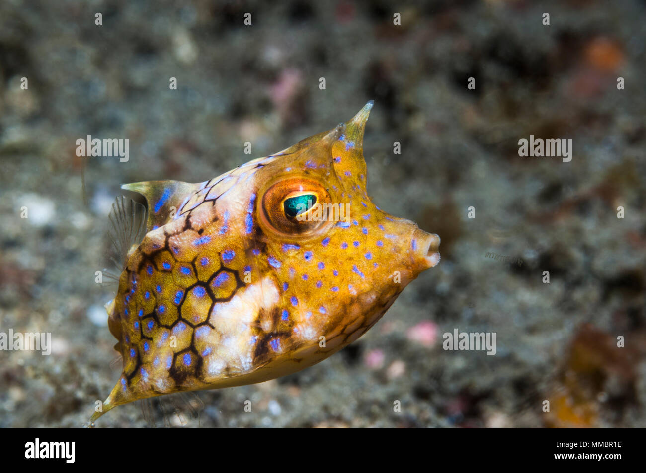Thornback cowfish [Lactoria penthacantha].  Lembeh Strait, North Sulawesi, Indonesia. Stock Photo