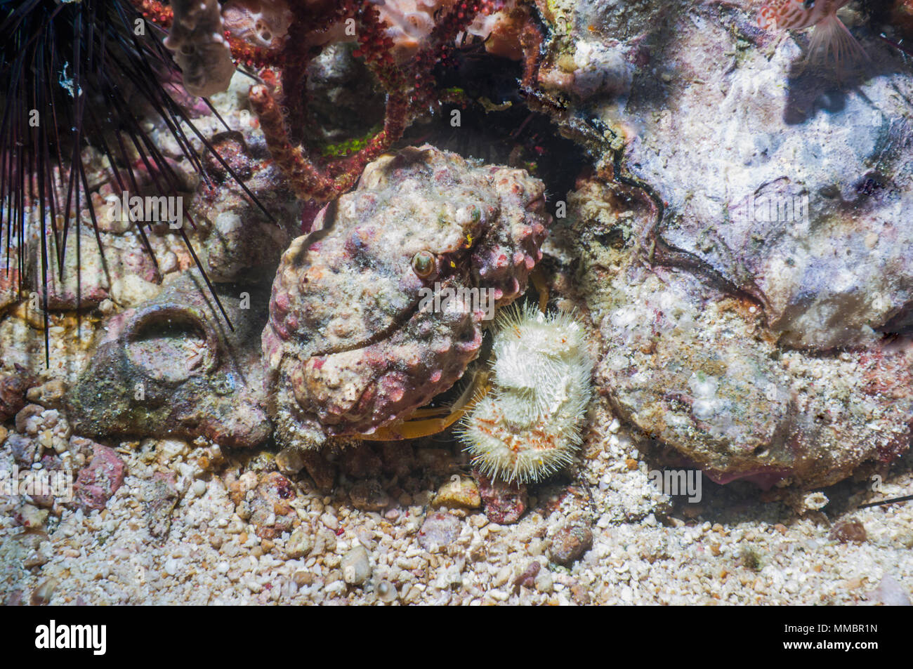 Rough box crab [Calappa gallus] feeding on an urchin.  Cebu, Malapascua Island, Philippines. Stock Photo