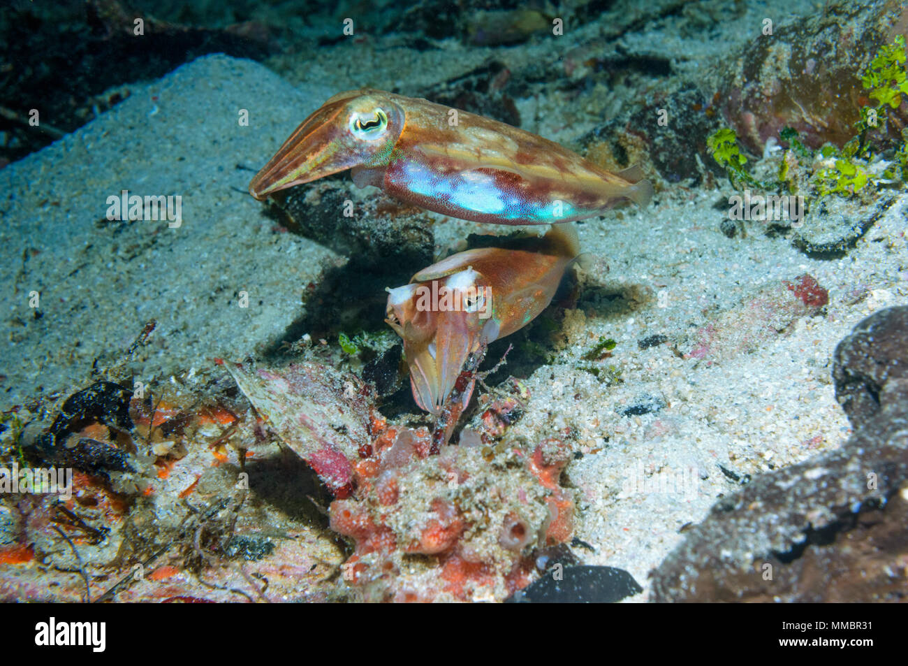 Papuan cuttlefish [Sepia papuensis], courting pair.  West Papua, Indonesia. Stock Photo