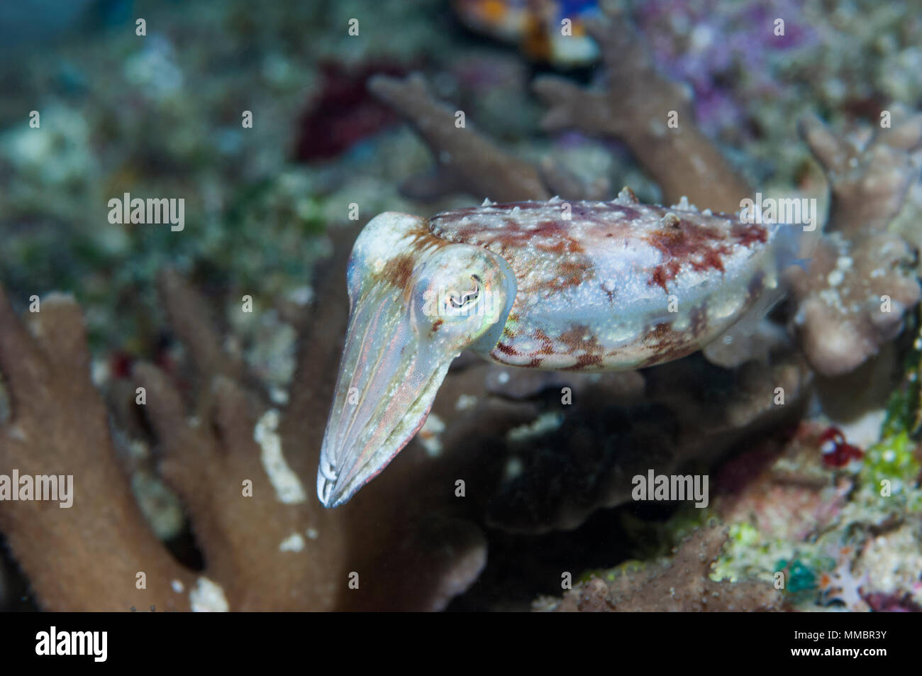 Papuan cuttlefish [Sepia papuensis].  West Papua, Indonesia. Stock Photo