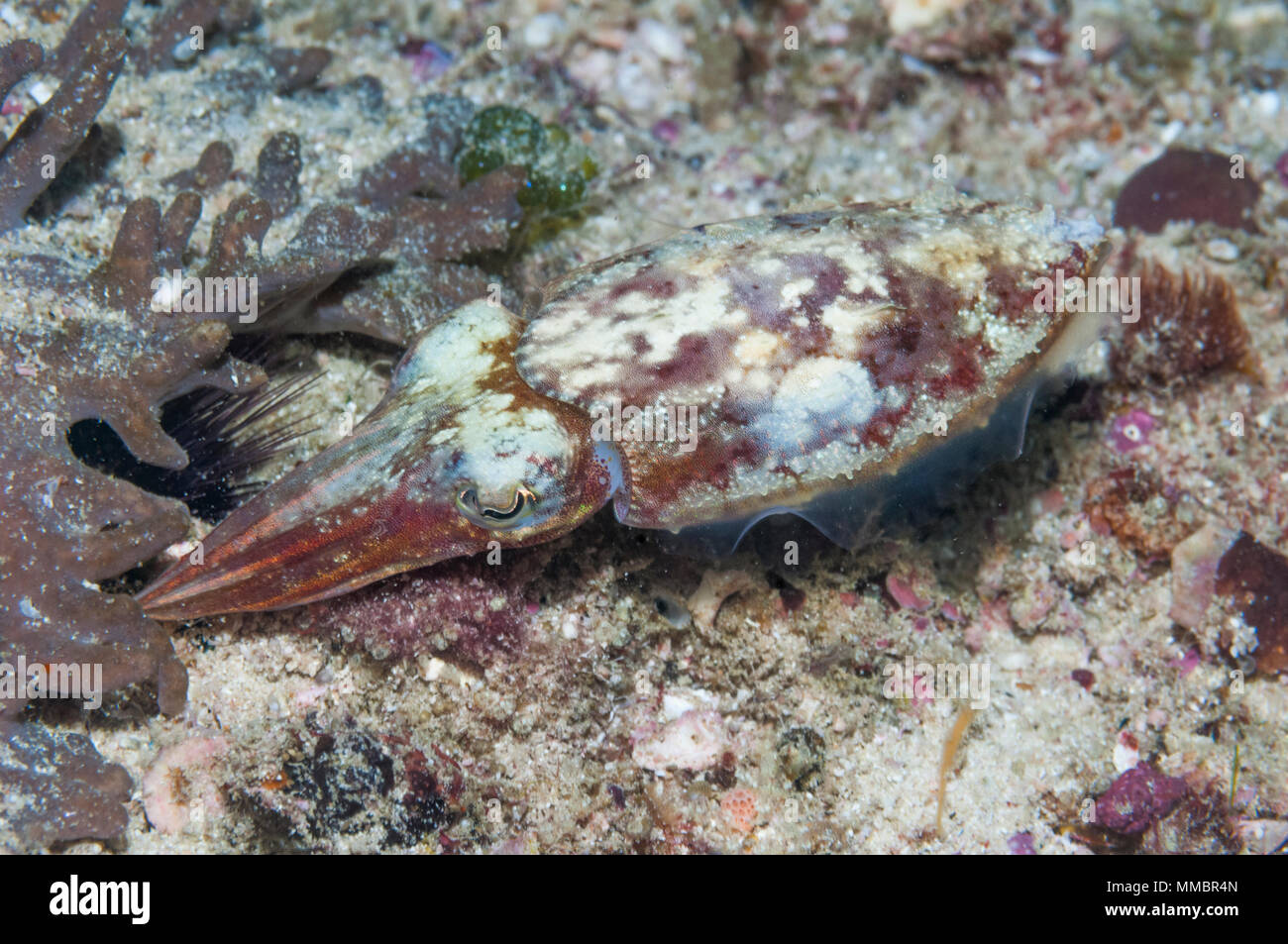Papuan cuttlefish [Sepia papuensis] female inserting tentacles to ...
