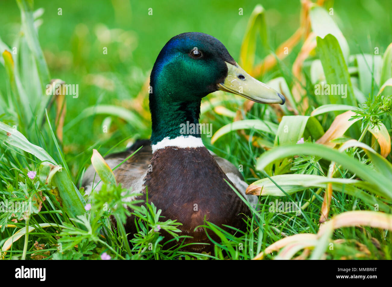 Male Mallard [Anas platyrhinchos].  UIK. Stock Photo