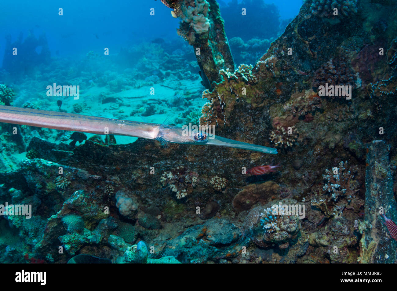 Cornetfish hi-res stock photography and images - Alamy