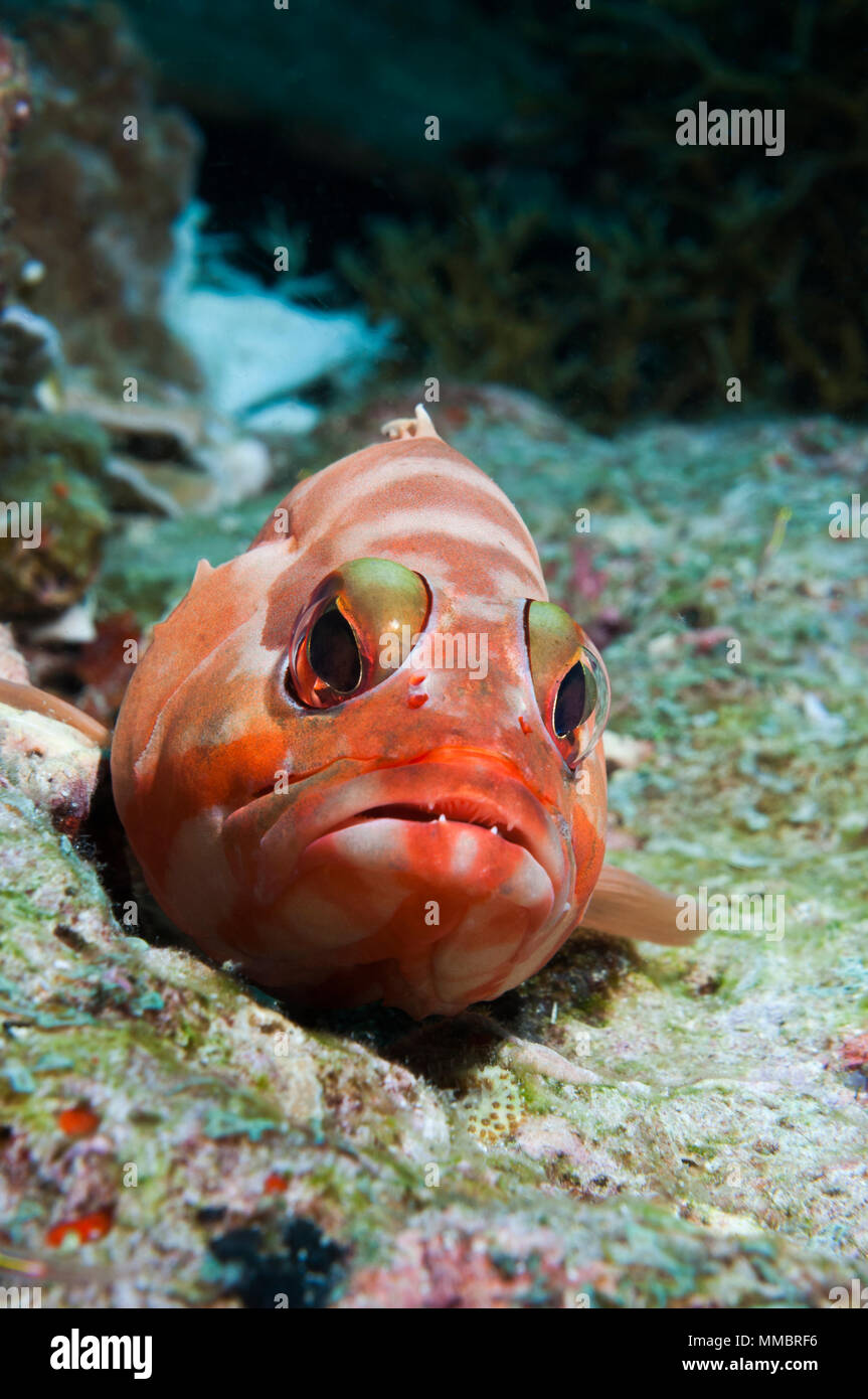 Black cod fish and underwater hi-res stock photography and images - Alamy