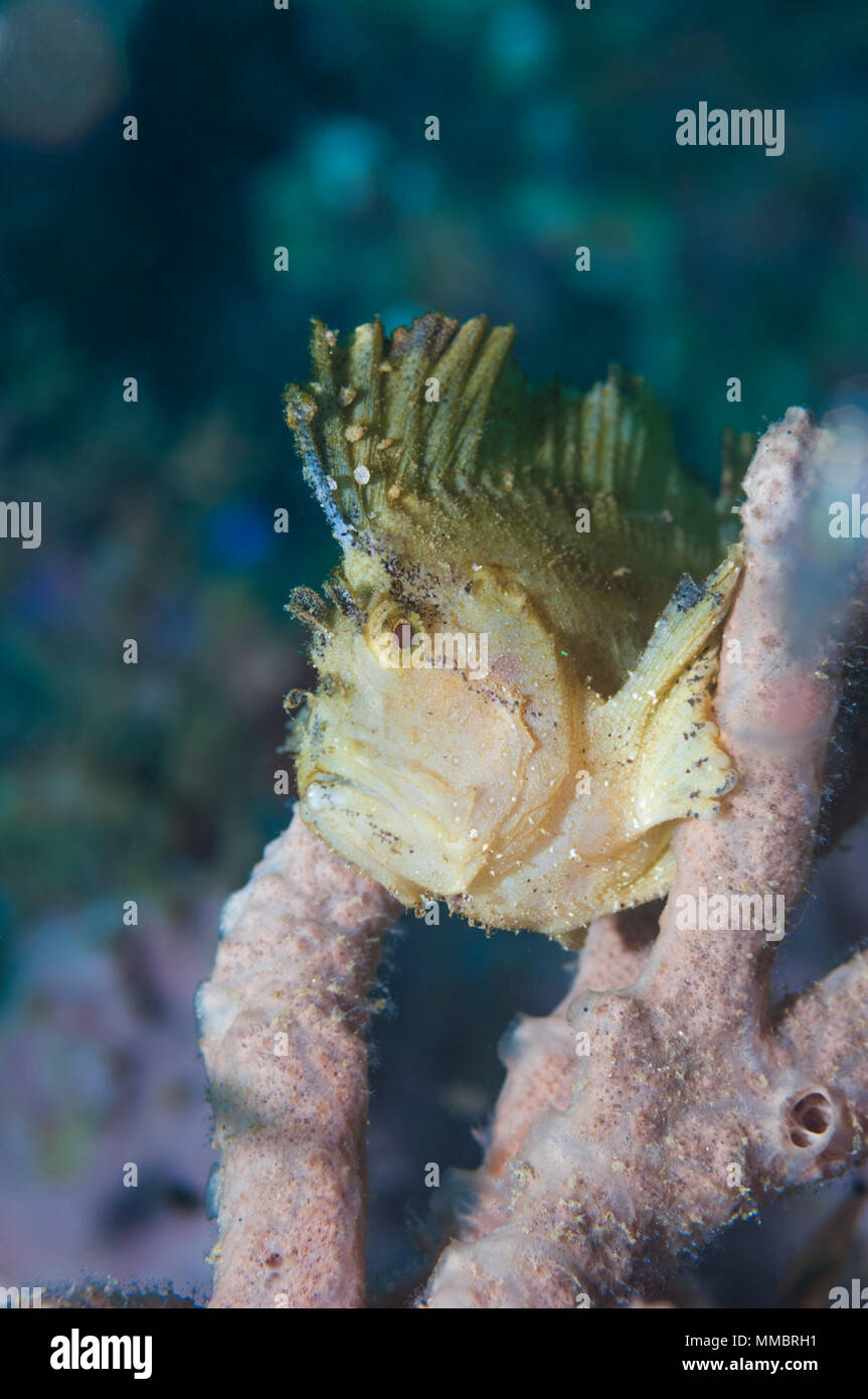 Leaf scorpionfish or Scorpion leaffish [Taenianotus triacanthus].  Ambon, Indonesia. Stock Photo