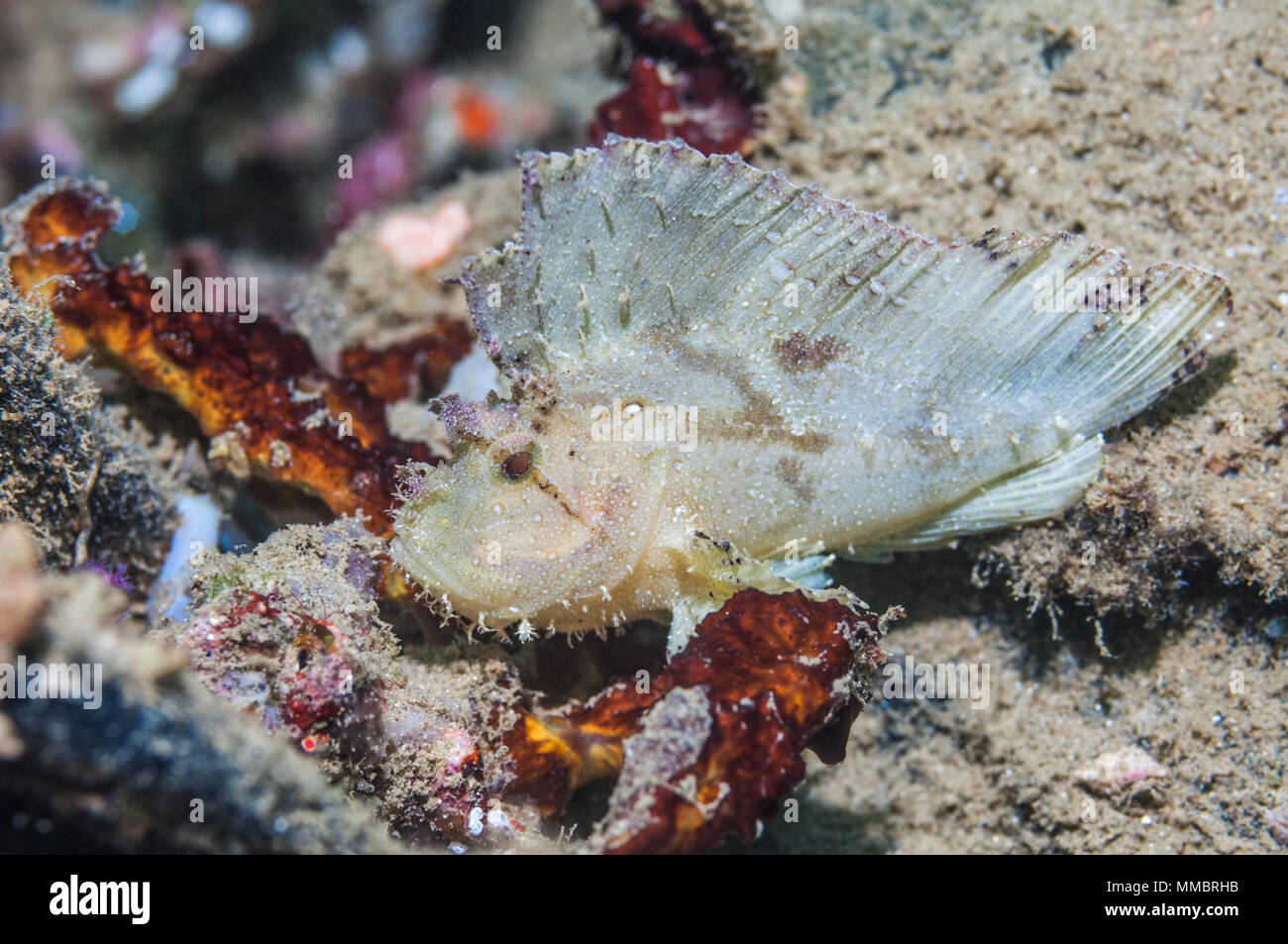 Leaf scorpionfis or Scorpion leaffish [Taenianotus triacanthus].  Ambon, Indonesia. Stock Photo