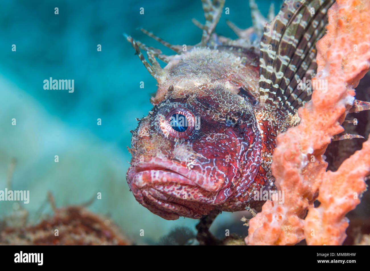 Shortfih lionfish [Dendrochirus brachypterus].  Ambon, Indonesial Stock Photo