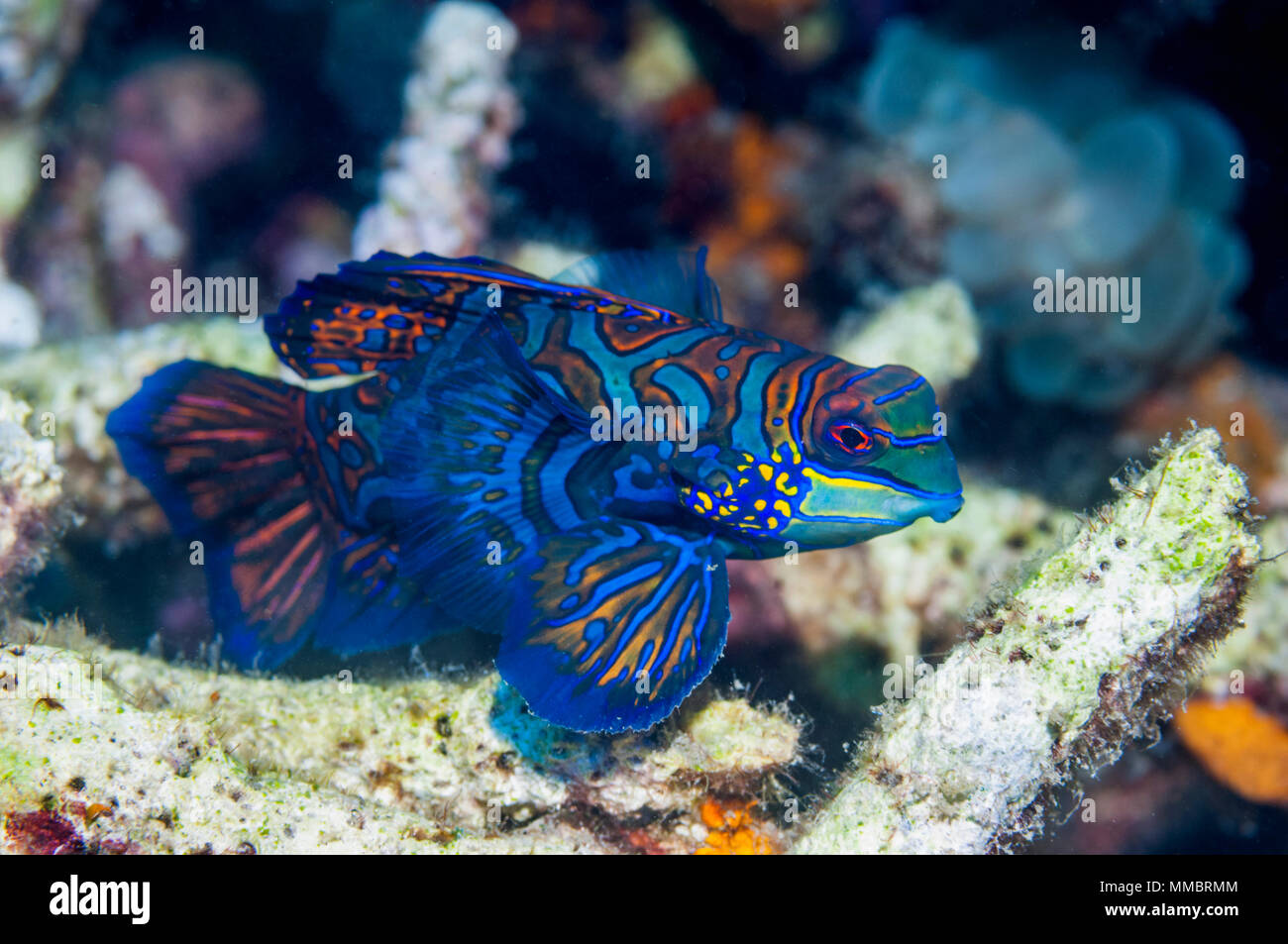 Mandarinfish [Sychiropus splendidus].  Lembeh Strait, North Sulawesi, Indonesia. Stock Photo
