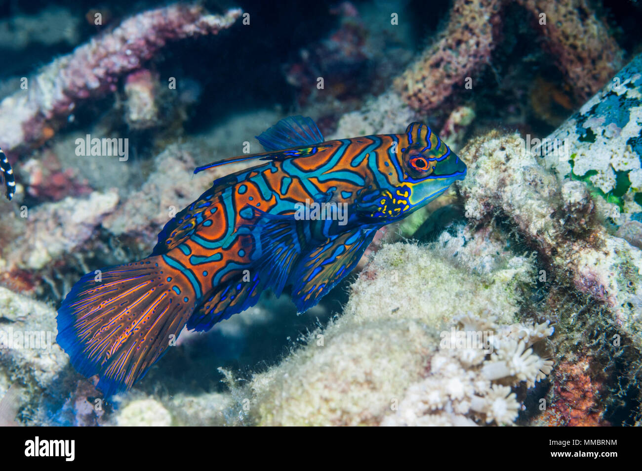 Mandarinfish [Sychiropus splendidus].  Lembeh Strait, North Sulawesi, Indonesia. Stock Photo