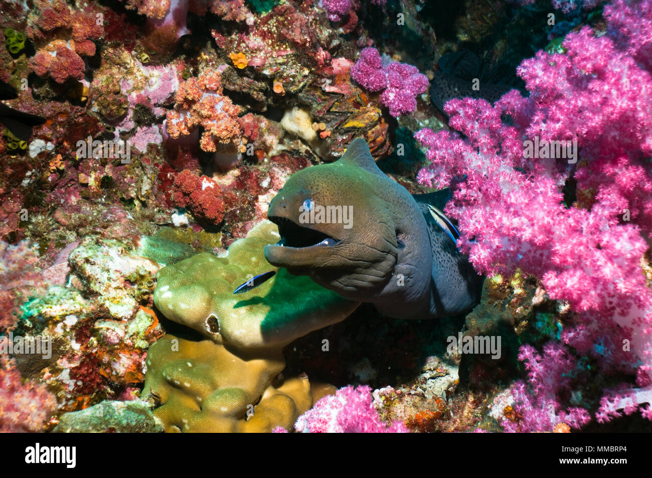 Giant moray (Gymnothorax javanicus) emerging from soft corals, being cleaned by Bluestreak cleaner wrasse. Andaman Sea, Thailand. Stock Photo